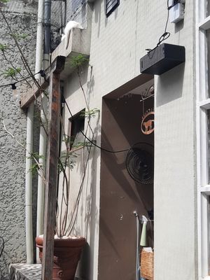  at O Porto dos Gatos in Porto