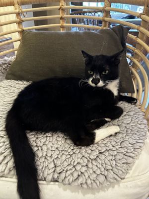   at O Porto dos Gatos in Porto