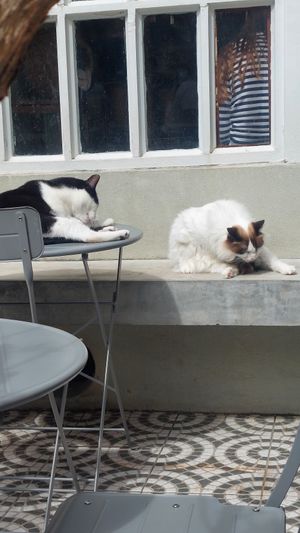  at O Porto dos Gatos in Porto