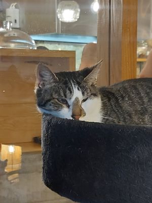  at O Porto dos Gatos in Porto