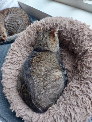  at O Porto dos Gatos in Porto