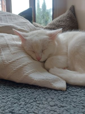  at O Porto dos Gatos in Porto