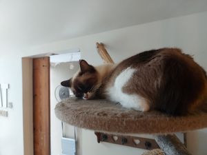  at O Porto dos Gatos in Porto