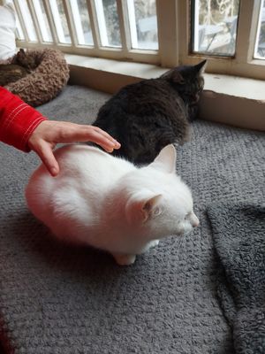  at O Porto dos Gatos in Porto