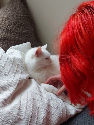  at O Porto dos Gatos in Porto