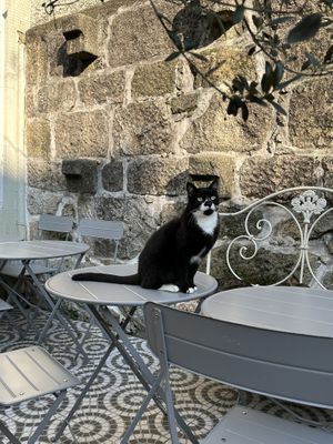   at O Porto dos Gatos in Porto