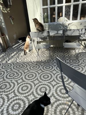   at O Porto dos Gatos in Porto