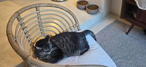  at O Porto dos Gatos in Porto