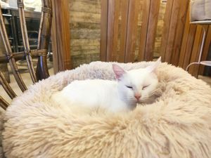  at O Porto dos Gatos in Porto