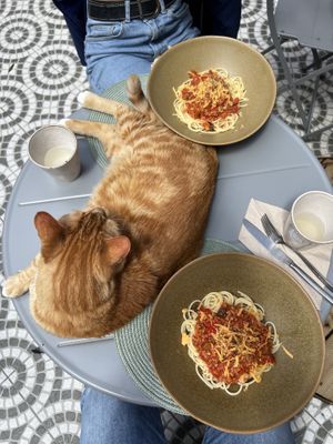   at O Porto dos Gatos in Porto