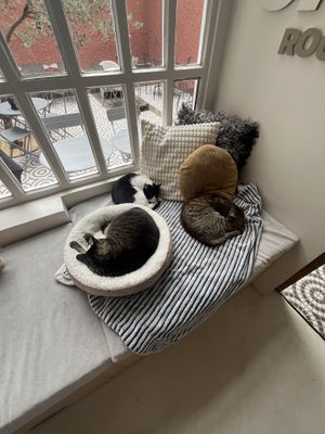 Cat room  at O Porto dos Gatos in Porto