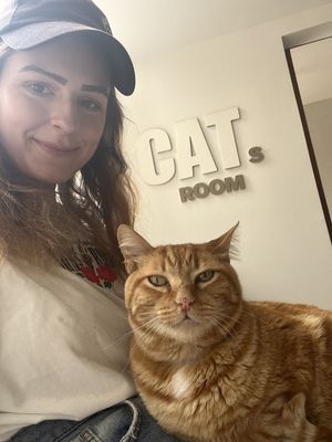 Cat  at O Porto dos Gatos in Porto