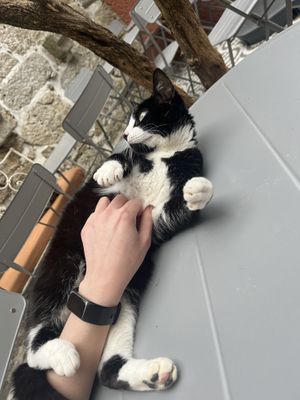 Cat  at O Porto dos Gatos in Porto