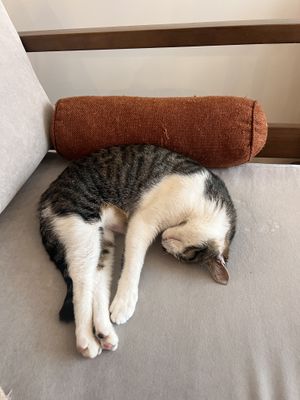   at O Porto dos Gatos in Porto