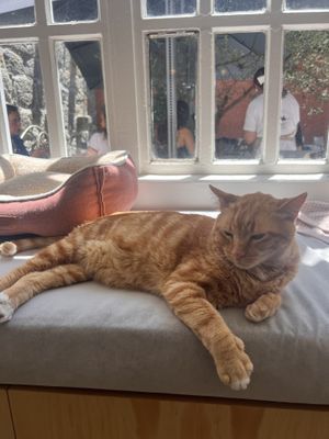   at O Porto dos Gatos in Porto