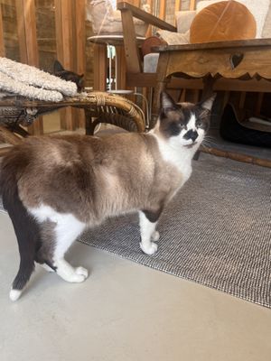   at O Porto dos Gatos in Porto