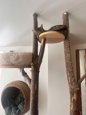   at O Porto dos Gatos in Porto