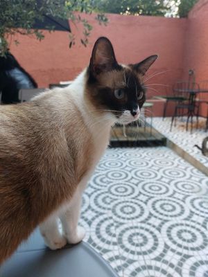  at O Porto dos Gatos in Porto