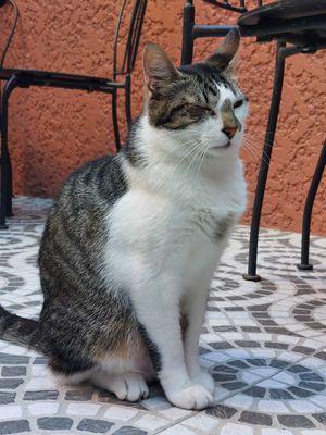  at O Porto dos Gatos in Porto