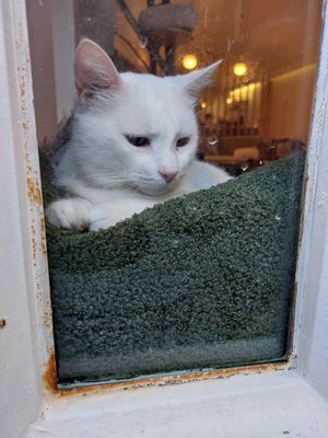  at O Porto dos Gatos in Porto