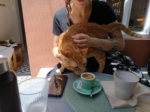  at O Porto dos Gatos in Porto