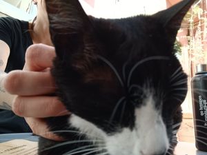  at O Porto dos Gatos in Porto