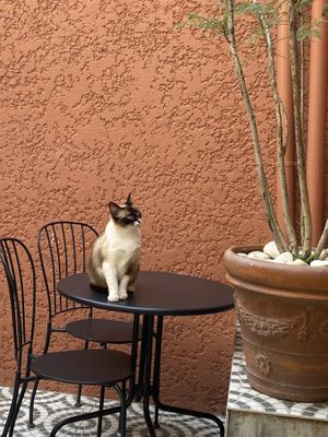   at O Porto dos Gatos in Porto