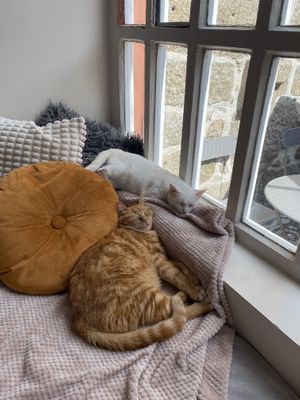   at O Porto dos Gatos in Porto