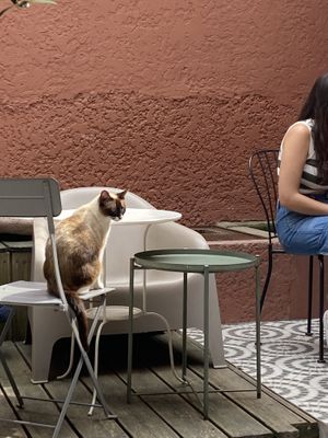   at O Porto dos Gatos in Porto