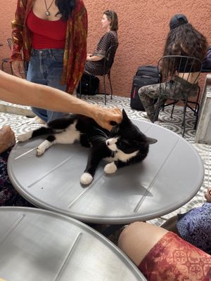   at O Porto dos Gatos in Porto