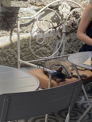   at O Porto dos Gatos in Porto