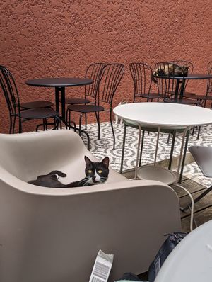  at O Porto dos Gatos in Porto