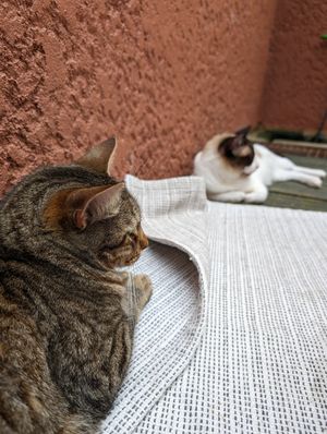  at O Porto dos Gatos in Porto