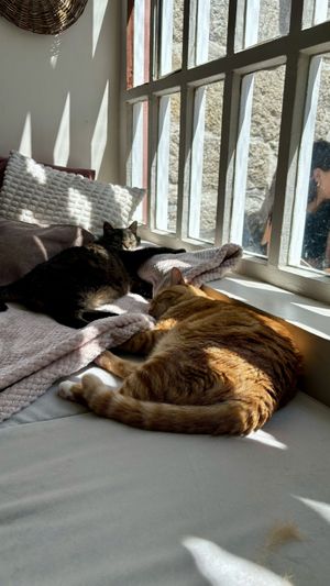   at O Porto dos Gatos in Porto