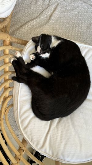   at O Porto dos Gatos in Porto