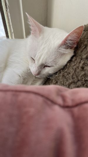   at O Porto dos Gatos in Porto