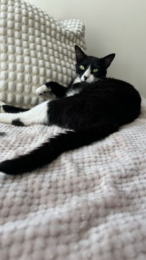   at O Porto dos Gatos in Porto