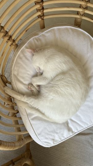   at O Porto dos Gatos in Porto