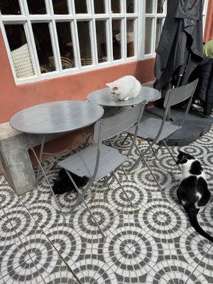 Outdoor area at O Porto dos Gatos in Porto