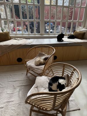 Cats room at O Porto dos Gatos in Porto