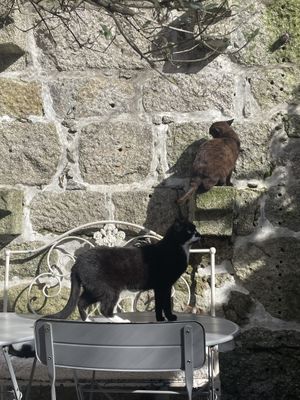   at O Porto dos Gatos in Porto