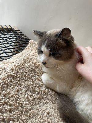   at O Porto dos Gatos in Porto