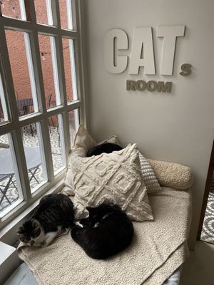   at O Porto dos Gatos in Porto