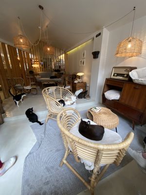   at O Porto dos Gatos in Porto