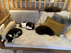   at O Porto dos Gatos in Porto