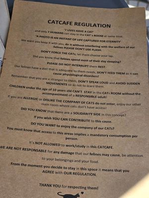  at O Porto dos Gatos in Porto