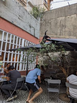 Cats playing around while you eat - so cute! at O Porto dos Gatos in Porto
