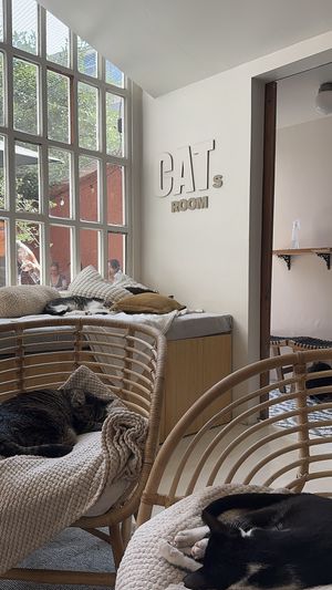   at O Porto dos Gatos in Porto