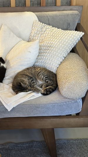   at O Porto dos Gatos in Porto