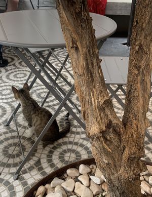   at O Porto dos Gatos in Porto